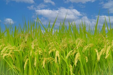 実った秋の稲穂と青空、稲穂のクローズアップ