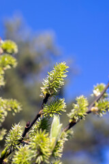 deciduous trees in the spring season with green foliage