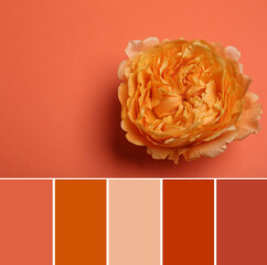 Palette of autumn colors and beautiful fresh flower on coral background, top view