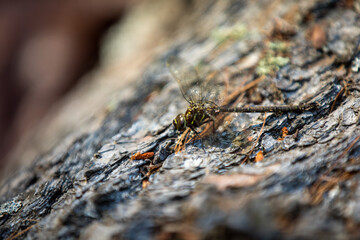 A dragonfly (shadow darner) sunning itself on a felled tree trunk to dry off some moisture.