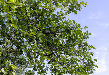 trees with green foliage in a mixed forest