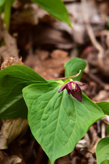 野に咲く紫のエンレイソウ