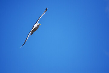 上空を旋回するカモメ