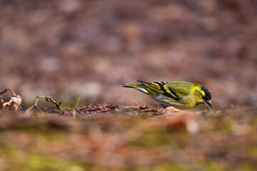 落ち穂を食べるマヒワのオス