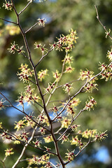 公園のマンサク