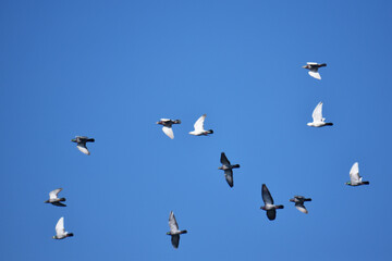 青空を飛ぶ春の伝書鳩