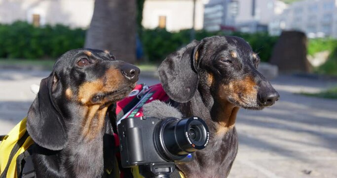 Dachshunds with brightly colored backpacks on walk take photos on camera. Black dogs tourists in clothes go sightseeing around town in sunny weather