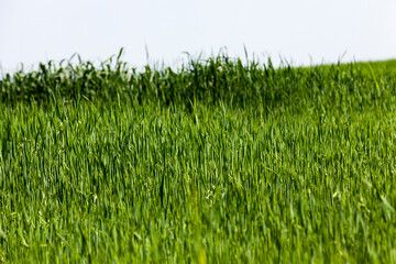 growing livestock feed green oats in a large field