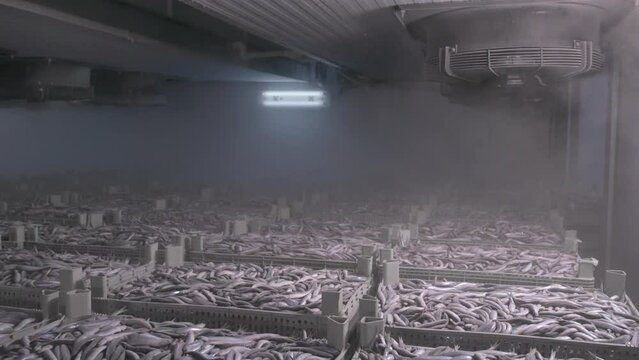 Frozen anchovy fishes are seen in a deep fridge storage of a trawler boat.