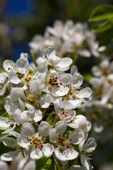 cherry fruit trees blooming in spring