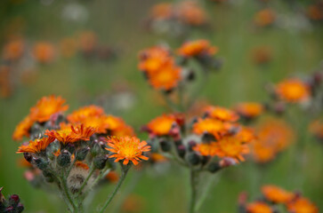 コウリンタンポポ