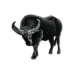 Water Buffalo hand drawing vector illustration isolated on background
