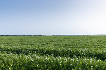 Fototapeta na wymiar An agricultural field where green peas grow during flowering