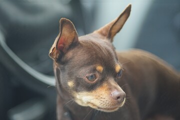 Horizontal full-color photo. Portrait of an animal. A puppy of a dwarf pinscher in close-up. Brown...