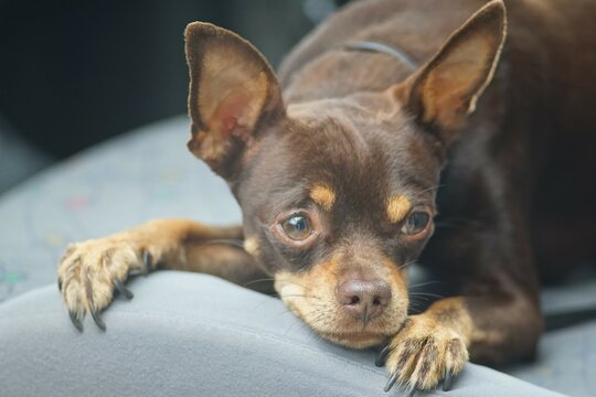 Horizontal full-color photo. Portrait of an animal. A puppy of a dwarf pinscher in close-up. Brown with tan markings. Looks expressively.