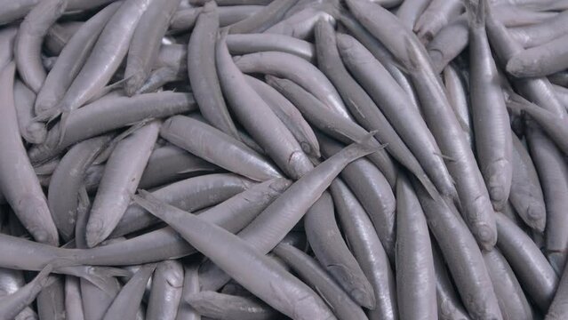 Frozen anchovy fishes are seen in a deep fridge storage of a trawler boat.