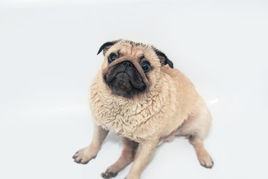 wet pug anxiously looks at the camera in the bathtub on a white background
