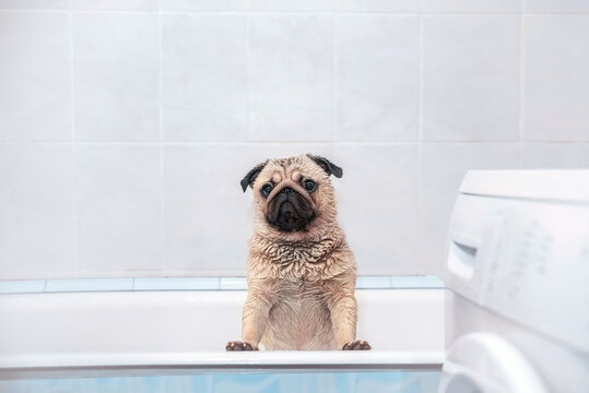 a wet pug looks out of the bath after washing, a clean and contented dog