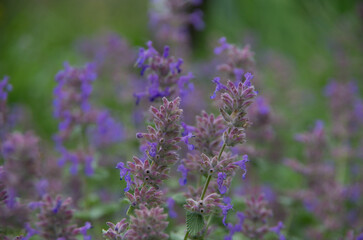 キャットミント