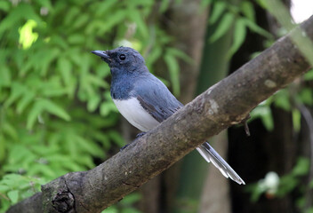 Leaden flycatcher bird on a branch of a tree in a garden