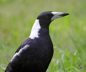 Portrait of an Australian magpie bird sitting on the grass