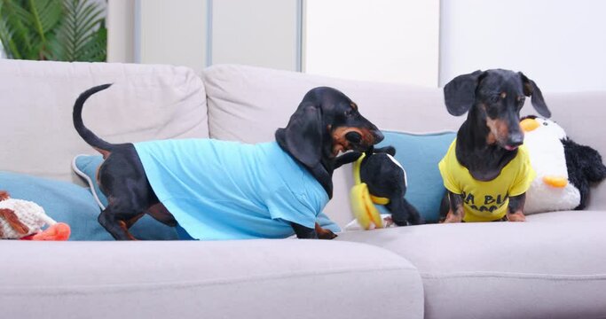 Two active dachshund dogs play together on the couch at home. Greedy dogs can not share toy in the shape of bee, and attack each other to take it away, front view