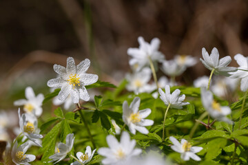 beautiful spring anemones growing in the forest