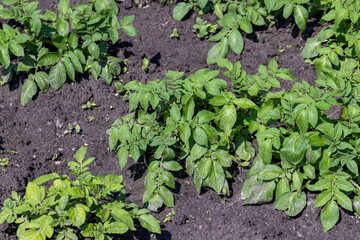 A field with furrows in which potatoes grow