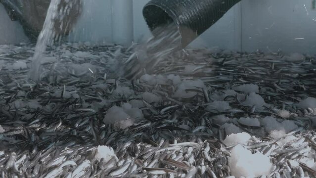 A large amount of ancovy fishes are caught and taking into trawlers yard in Black Sea.