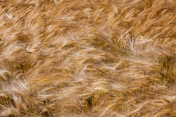 agricultural field with mature golden yellow cereals