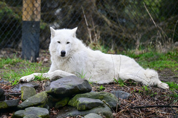 white wolf in the woods