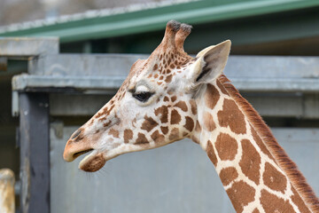 Giraffe being majestic