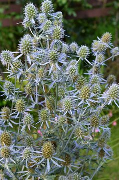 エリンジウム Images Browse 66 Stock Photos Vectors And Video Adobe Stock