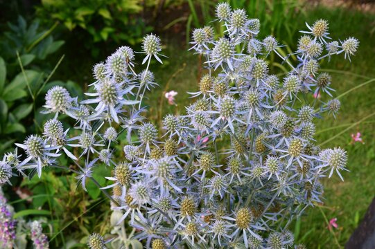 エリンジウム Images Browse 66 Stock Photos Vectors And Video Adobe Stock