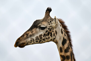 Giraffe being majestic