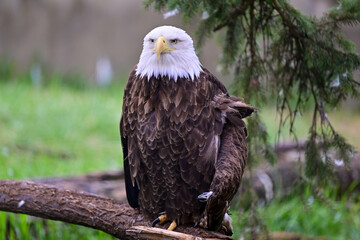 american bald eagle