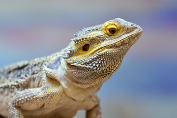 Bearded Dragon looks forward