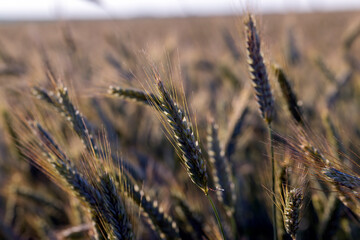 An agricultural field where ripening cereals grow