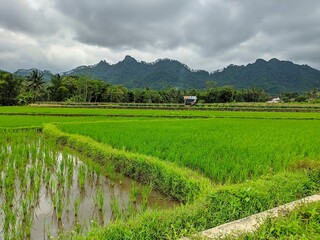 The Farmer planting on the organic paddy rice farmland
