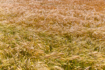 Agricultural wheat field with unripe wheat