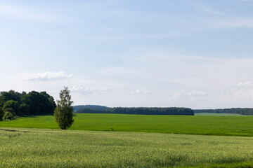 A field with unripe wheat in the summer season