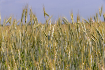 A field with unripe wheat in the summer season