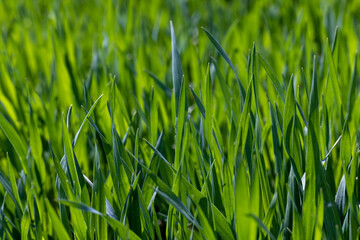 agricultural fields with a large number of young green cereal wheat as grass