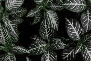 Naklejka na ściany i meble texture of green leaves with white stripes