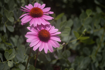 Fototapeta premium Two Purple Coneflowers (Echinacea purpureal) with overlapping petals surrounded by lush greenery