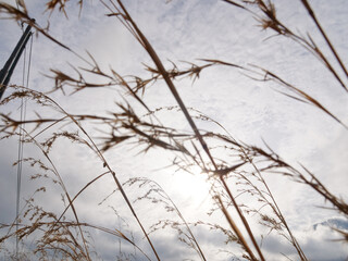 Blue sky, clouds, the sun through the dry grass.. Looking through the grass into sky.