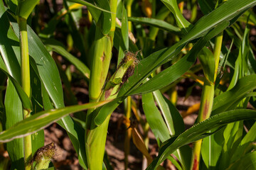 Fototapeta premium an agricultural field where unripe green corn grows