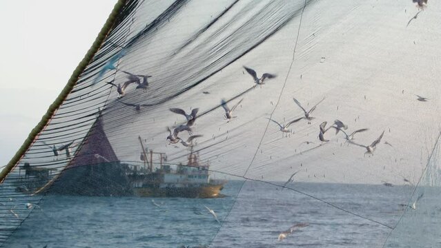 Seagulls flying around a trawlers drawing fishing net in slow motion, Black Sea, Turkey.