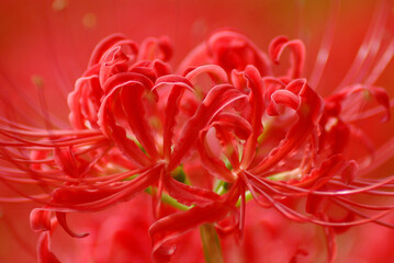 赤い曼殊沙華の花