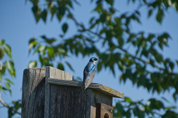 Tree Swallow on a Bird House